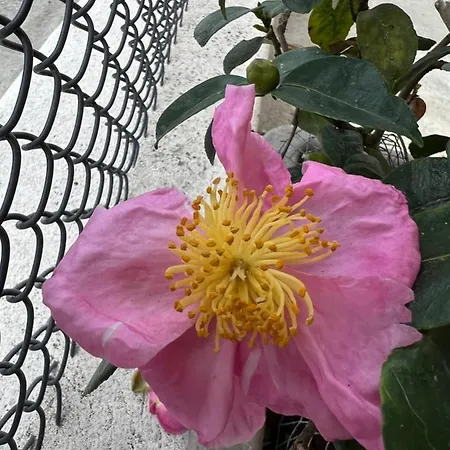 La Mammola Apartamento Lugo (Ravenna)