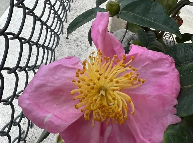 La Mammola شقة لوغو